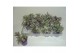 Tradescantia white 