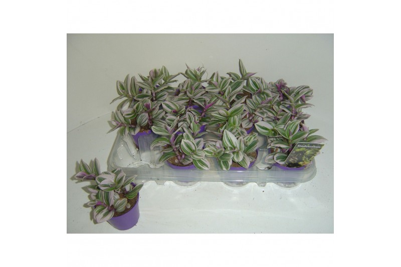Tradescantia white 
