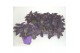 Tradescantia palida 