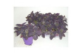 Tradescantia palida