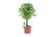 Schefflera luseana 
