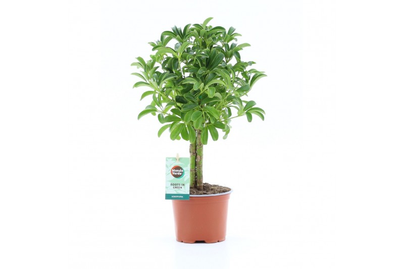 Schefflera luseana 