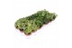 Hedera helix mix 6pp - 5-8cm Rank 