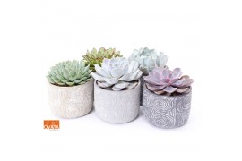 Echeveria mix in toledo keramiek