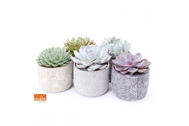 Echeveria mix in toledo keramiek 