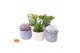 Succulenten mix SuPure® - in Toledo 