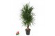 Dracaena marginata vertakt 