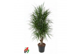 Dracaena marginata vertakt