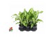 Dracaena fragr. charley 