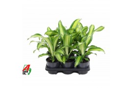 Dracaena fragr. charley