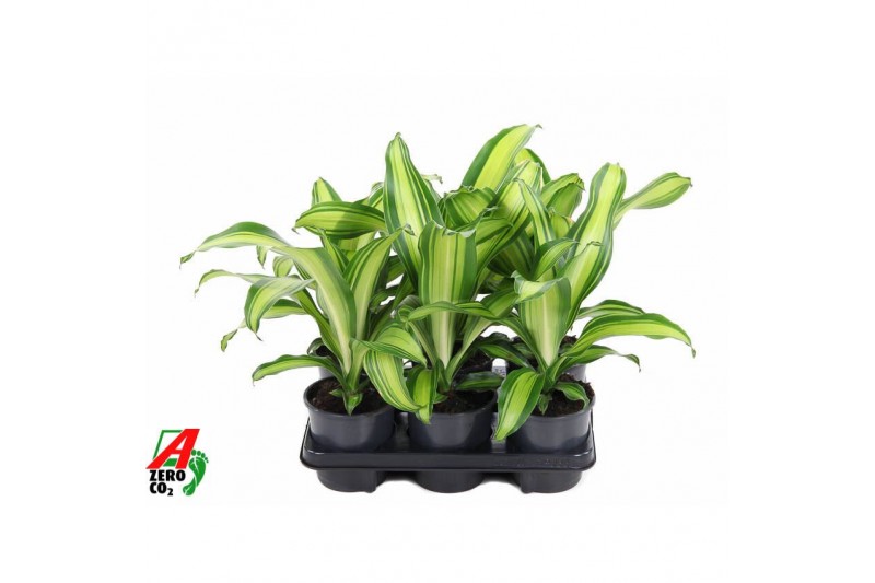Dracaena fragr. charley 