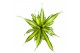 Dracaena fragr. charley 