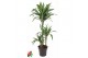 Dracaena fragr. der. ulises 60-30-15 