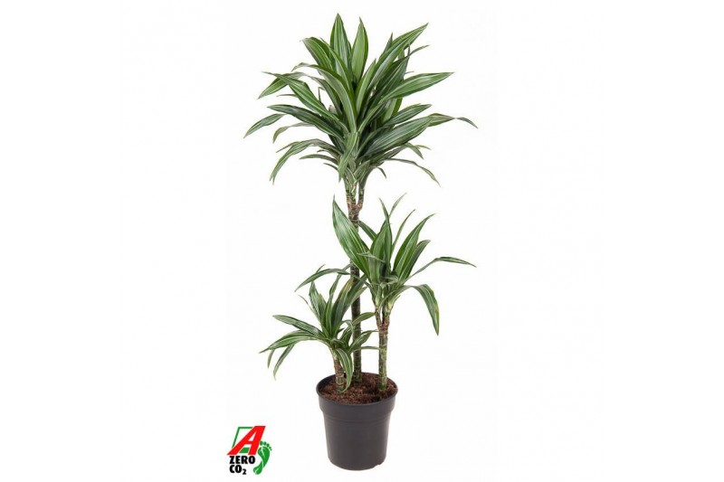 Dracaena fragr. der. ulises 60-30-15 