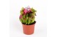 Sarracenia maroon 