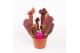 Sarracenia maroon 