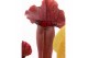 Sarracenia maroon 