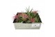 Tillandsia bonsai mix 101943 x30 