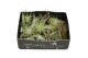Tillandsia bonsai mix 101943 x30 