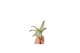 Tillandsia capitata bonsai 101946 baby 