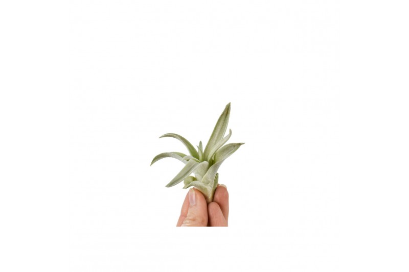 Tillandsia capitata bonsai 101946 baby 