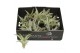 Tillandsia capitata bonsai 101946 baby 