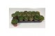 Echeveria agavoides Echeveria Agavoides 1 bl. 
