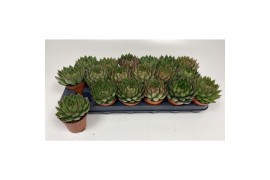 Echeveria agavoides Echeveria Agavoides 1 bl.