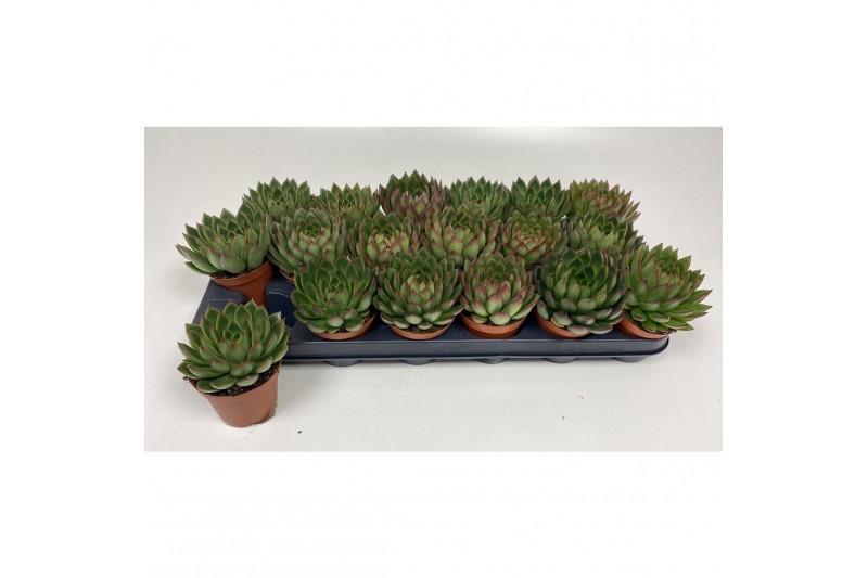 Echeveria agavoides Echeveria Agavoides 1 bl. 