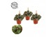 Peperomia albovittata piccolo banda 
