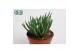 Senecio Senecio Blue cm 3 pp 