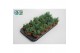 Senecio Senecio Blue cm 3 pp 