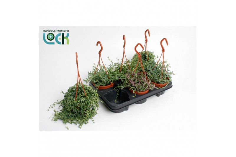Senecio mix hp 
