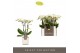 Phalaenopsis multiflora wit Optifriend Sandra 3 spike in Lazio White 1 