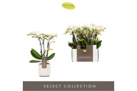 Phalaenopsis multiflora wit Optifriend Sandra 3 spike in Lazio White 1