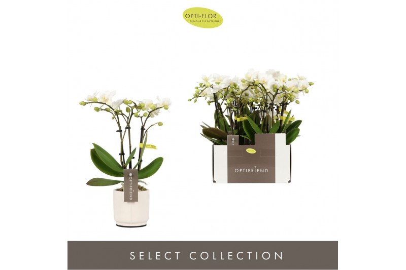 Phalaenopsis multiflora wit Optifriend Sandra 3 spike in Lazio White 1 