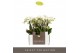 Phalaenopsis multiflora wit Optifriend Sandra 3 spike in Lazio White 1 