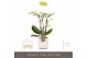 Phalaenopsis multiflora wit Optifriend Sandra 3 spike in Lazio White 1 