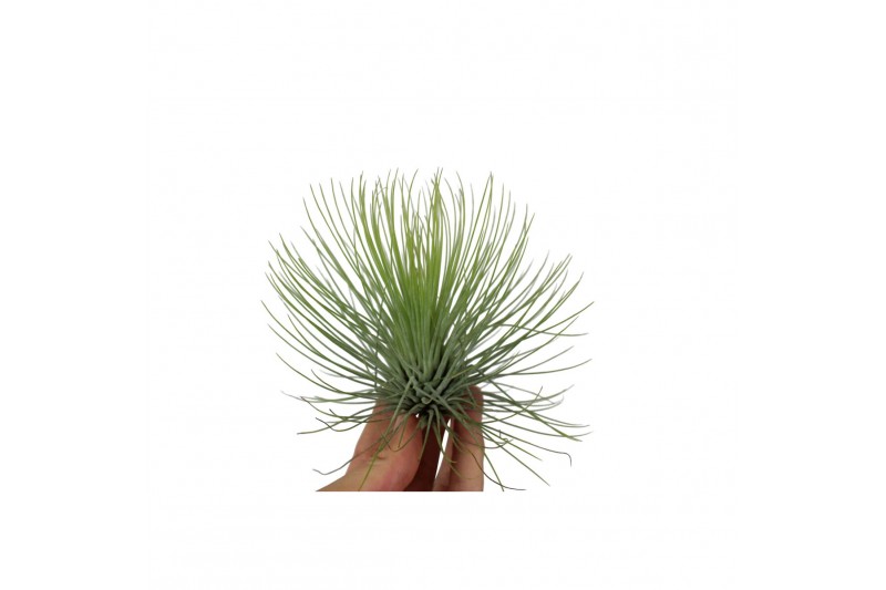 Tillandsia Tillandsia andreana 1 bl. 