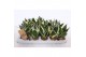 Sansevieria trifasciata golden hahnii black 