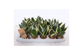 Sansevieria trifasciata golden hahnii black
