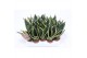 Sansevieria trifasciata golden hahnii black 