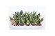 Sansevieria trifasciata golden hahnii black 