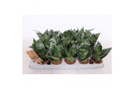 Sansevieria trifasciata hahnii