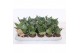 Sansevieria trifasciata hahnii 