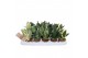 Sansevieria trifasciata hahnii mix 