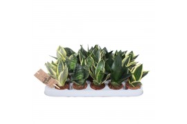 Sansevieria trifasciata hahnii mix