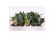 Sansevieria trifasciata hahnii mix 