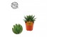 Gasteraloe aurora hybride 