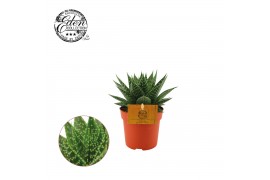 Gasteraloe aurora hybride